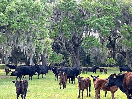 3650 LAKE TOHOPEKALIGA ROAD, St Cloud, FL 34772 3650 LAKE TOHOPEKALIGA ROAD, St Cloud, FL 34772