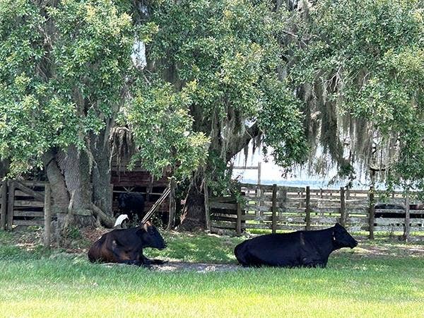 3650 LAKE TOHOPEKALIGA ROAD, St Cloud, FL 34772 3650 LAKE TOHOPEKALIGA ROAD, St Cloud, FL 34772