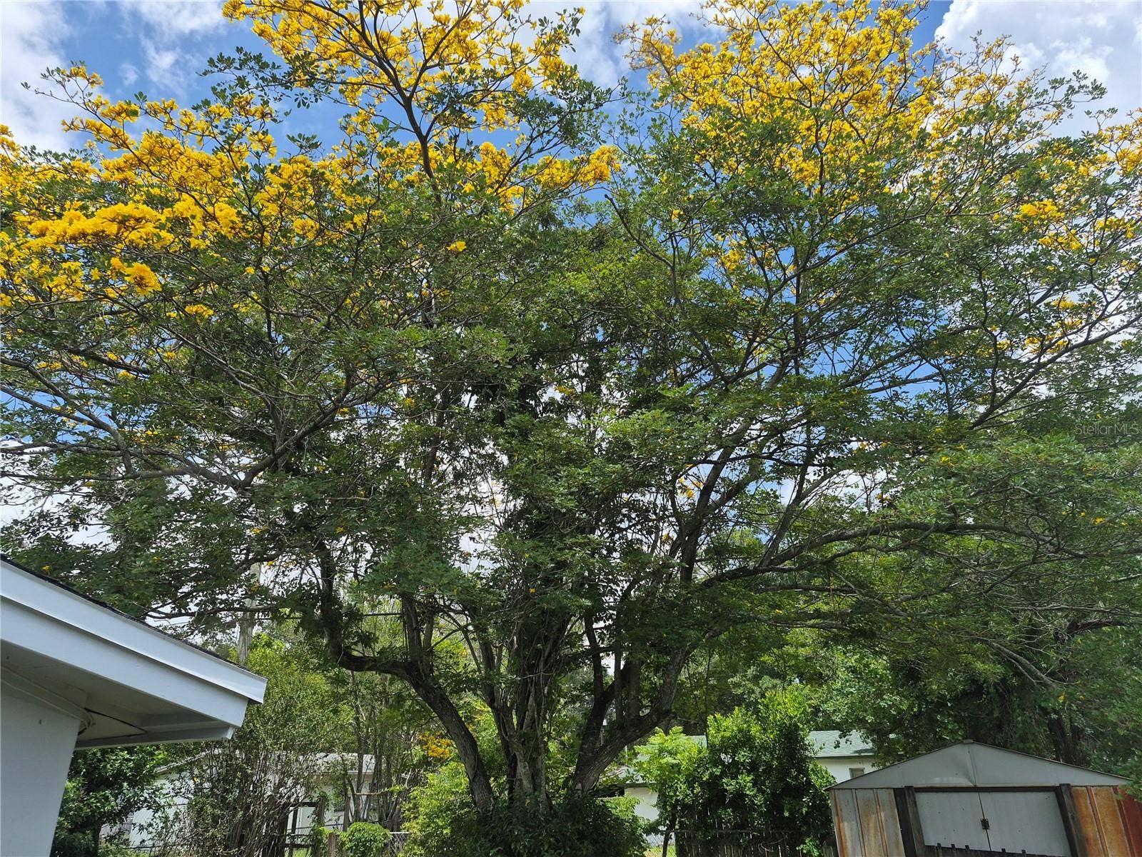 2103 MANTILLA AVENUE, Orlando, FL 32811 Tree starting to bloom as of May 19