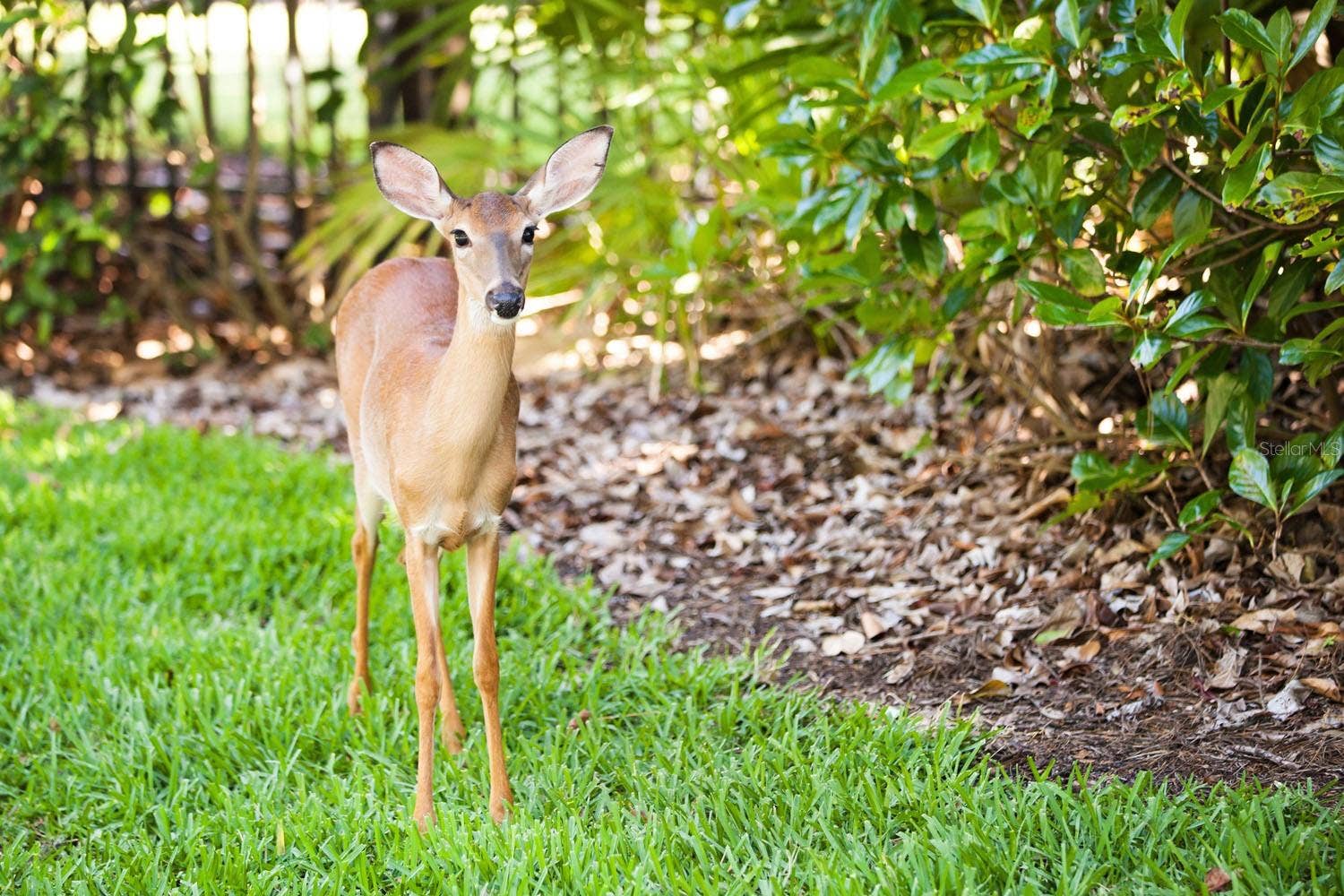 11035 CROMWELL ROAD, Orlando, FL 32827 Nature