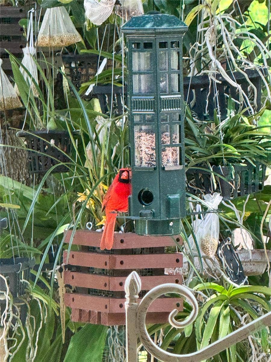 1651 AMSEL FALLS PARK TERRACE, Winter Garden, FL 34787 bird feeding and bird watching in the backyard.