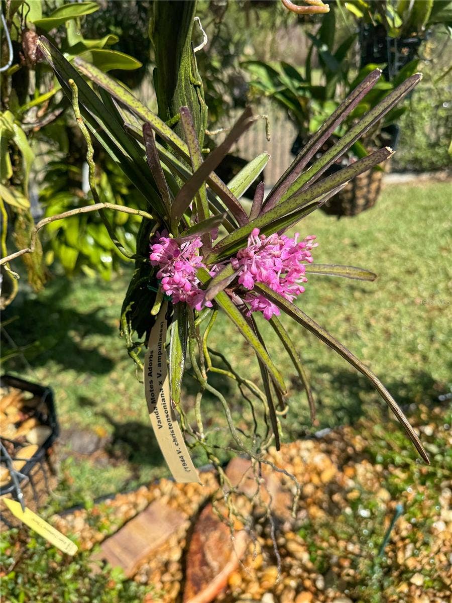 1651 AMSEL FALLS PARK TERRACE, Winter Garden, FL 34787 flowers in the backyard.