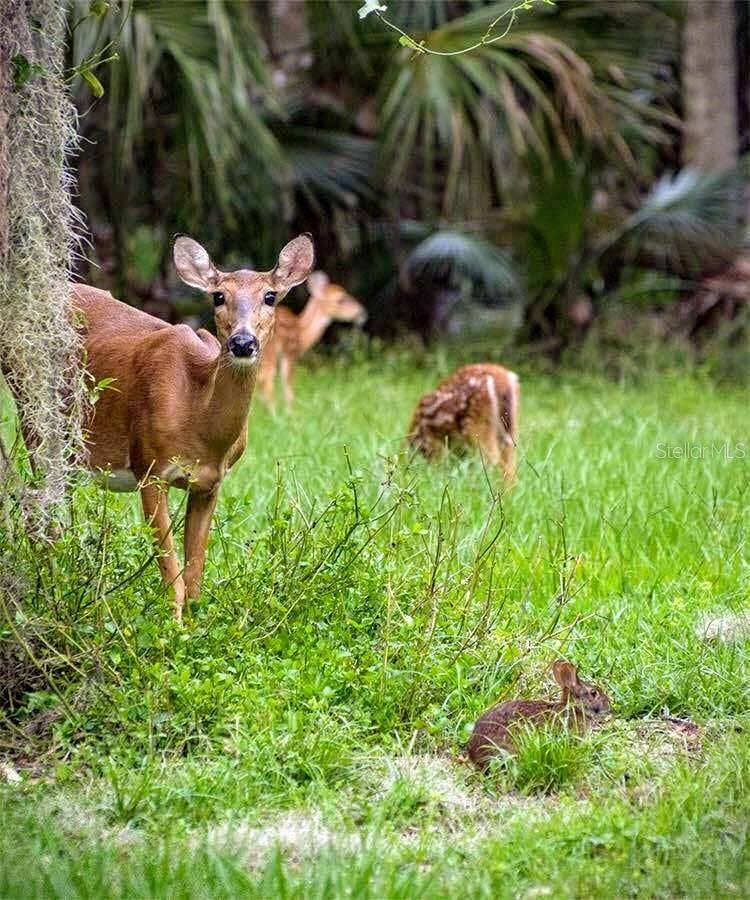 319 CELEBRATION BOULEVARD, Celebration, FL 34747