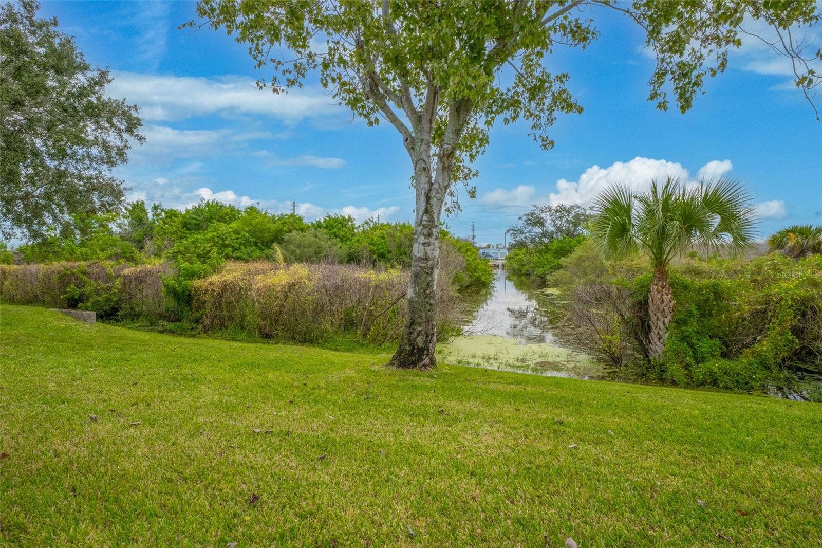 Serene Backyard