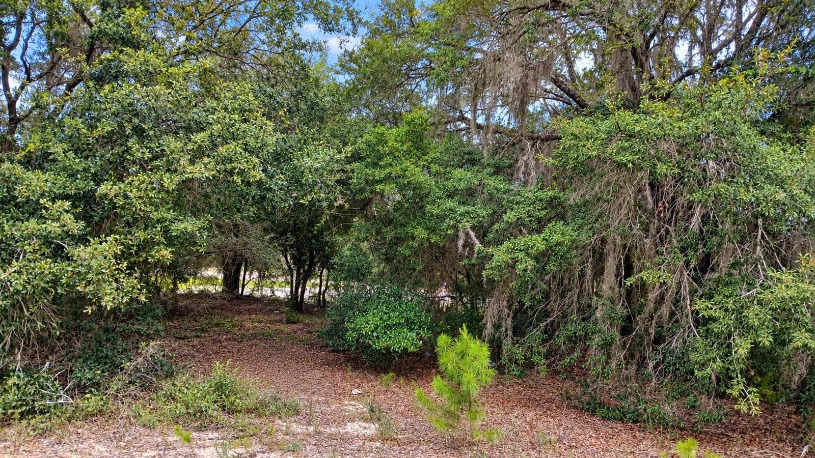 TBD SE MALAUKA LOOP RUN ROAD, Ocklawaha, FL 32179 TBD SE MALAUKA LOOP RUN ROAD, Ocklawaha, FL 32179