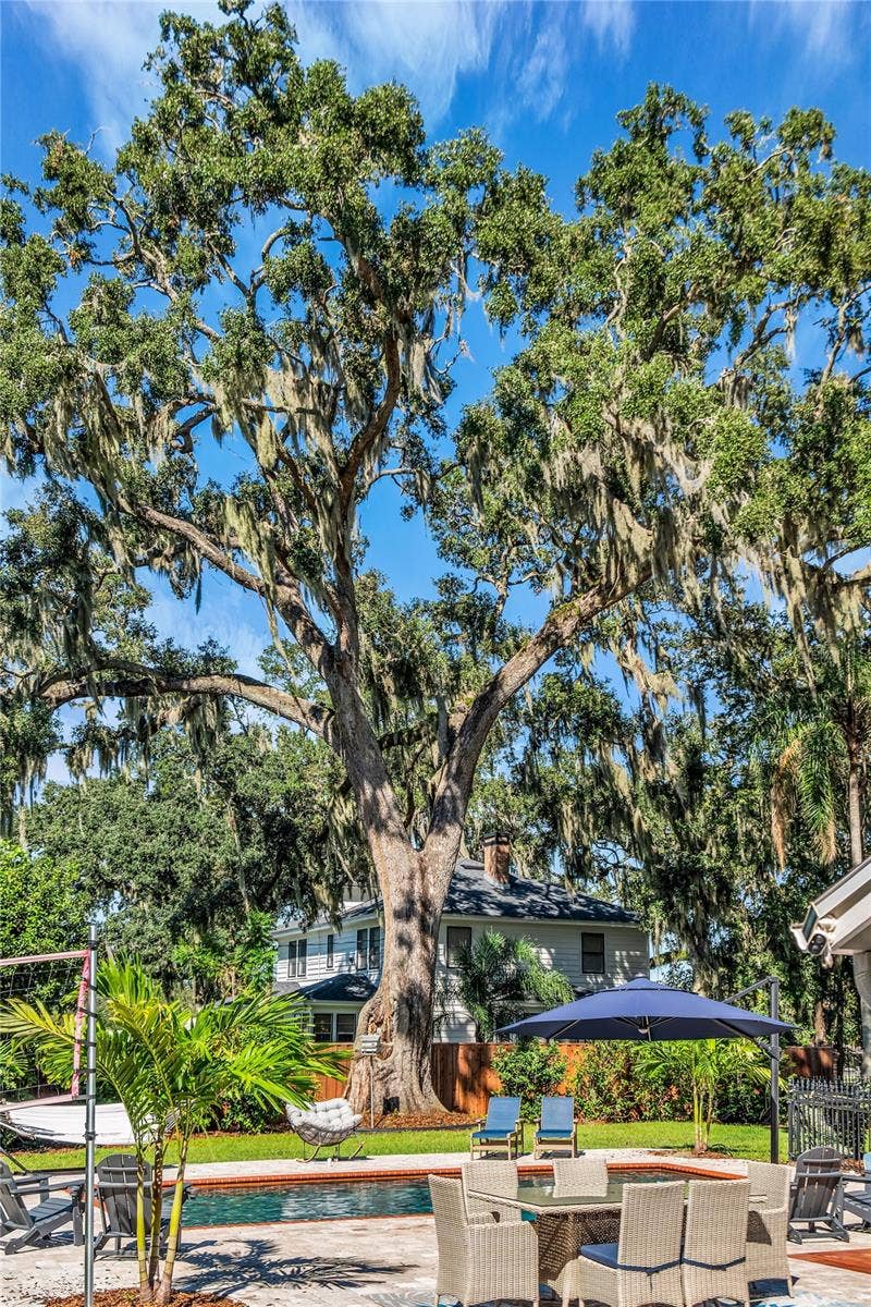 234 N LAKEVIEW AVENUE, Winter Garden, FL 34787 A majestic 390-year-old oak tree, recognized as the oldest recorded oak tree in Orange County, providing unparalleled beauty and shade