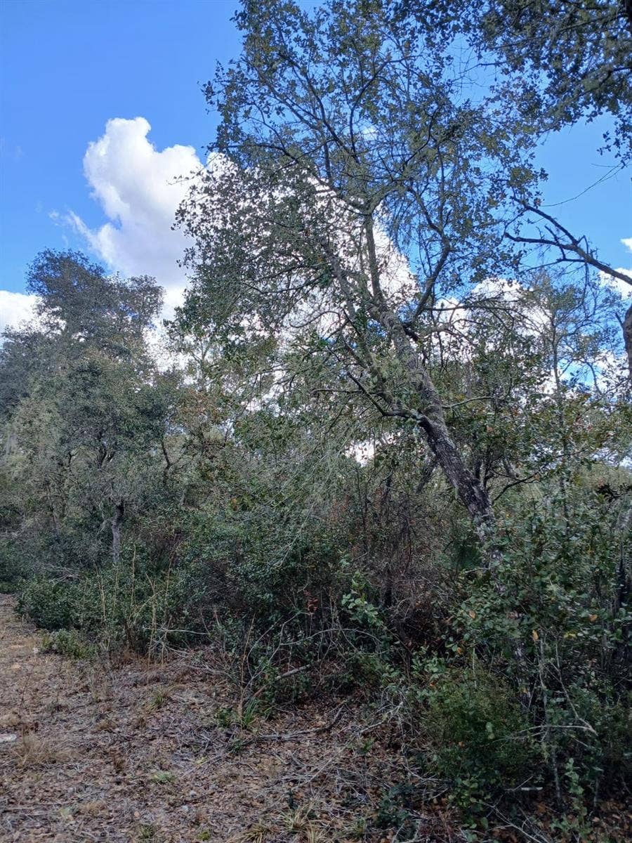 TBD NE 234 TH PLACE, #Lots 19.20.21, Fort Mc Coy, FL 32134 TBD NE 234 TH PLACE, #Lots 19.20.21, Fort Mc Coy, FL 32134