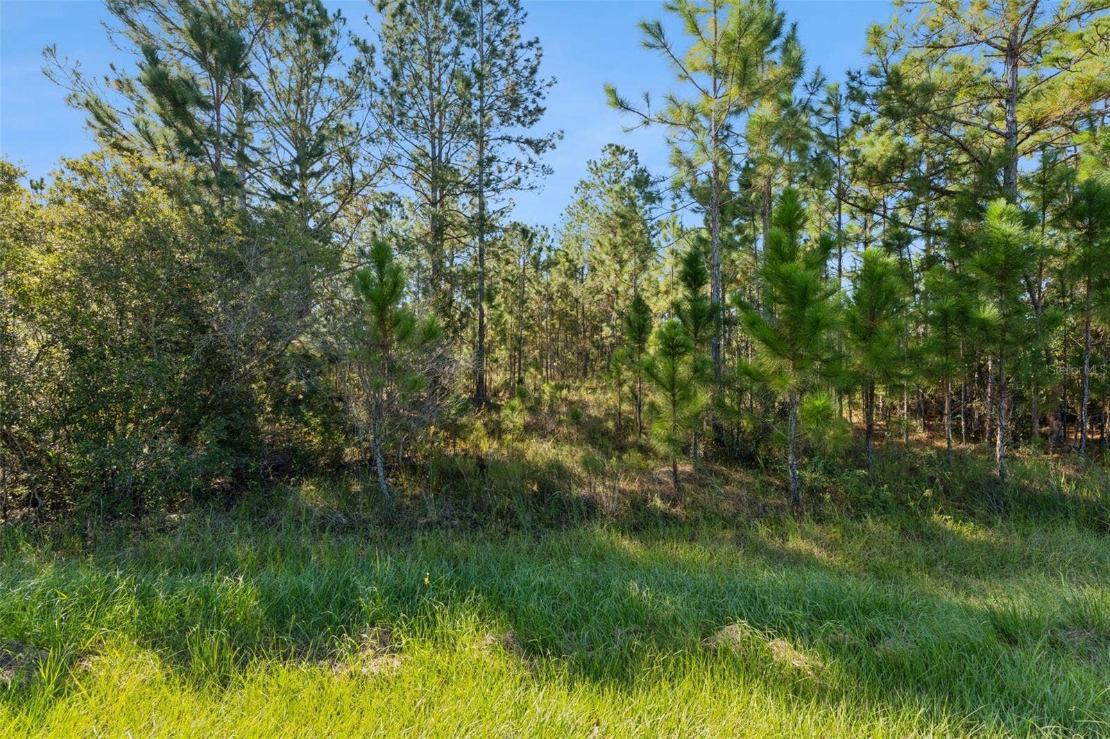 QUINELLA STREET, Orlando, FL 32833 QUINELLA STREET, Orlando, FL 32833