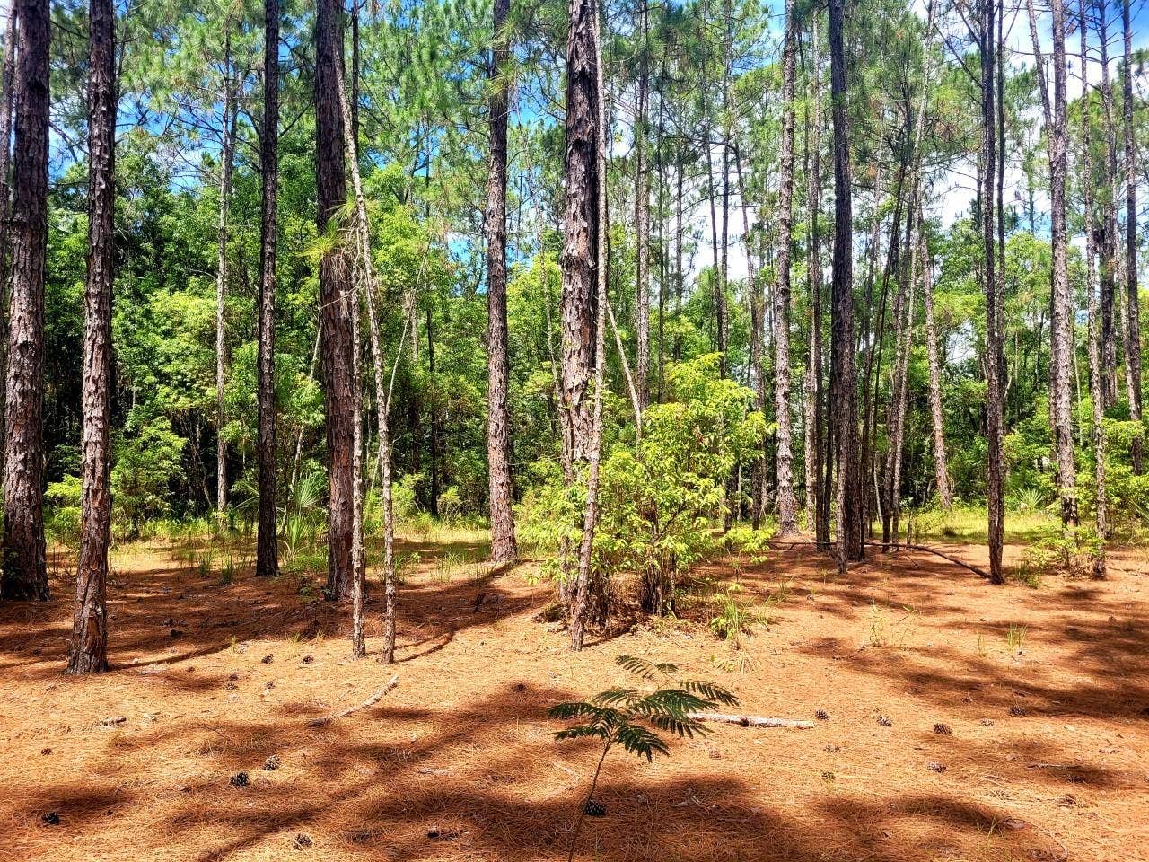 TROPICAL DRIVE, Eustis, FL 32726 TROPICAL DRIVE, Eustis, FL 32726