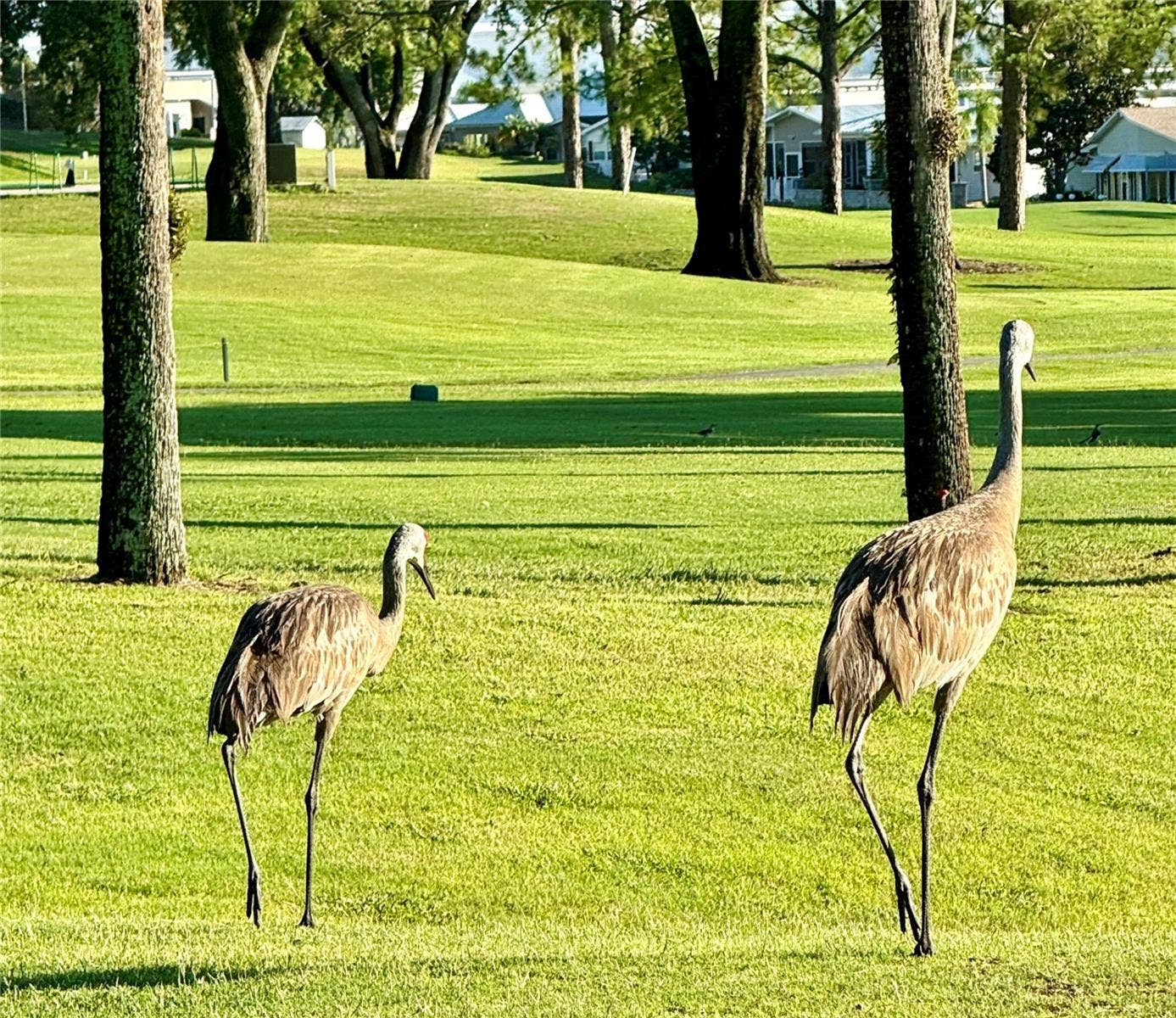 321 ST GEORGE DRIVE, Davenport, FL 33837 Enjoy watching the sandhill cranes