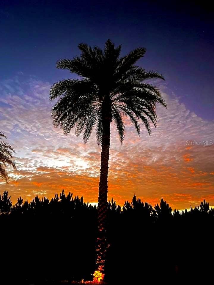 321 ST GEORGE DRIVE, Davenport, FL 33837 Love Palm Trees?
