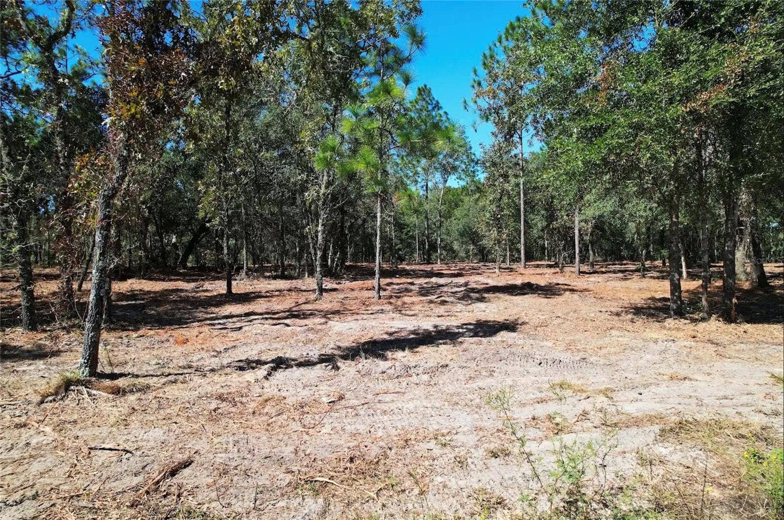 NE 16TH PLACE, Williston, FL 32696