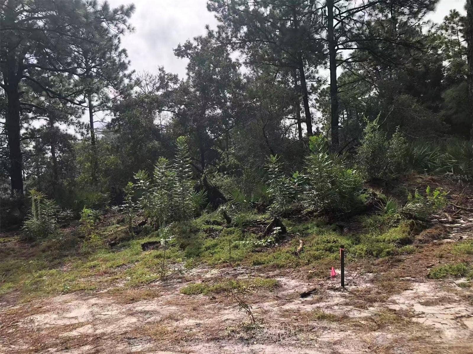Lot 228 PARK FOREST BOULEVARD, #Lot 228, Mount Dora, FL 32757 Lot 228 PARK FOREST BOULEVARD, #Lot 228, Mount Dora, FL 32757