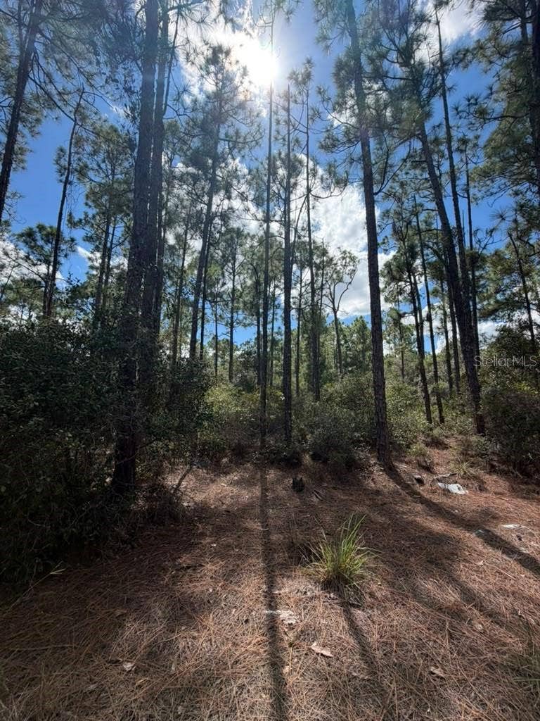 Property photo for 421 AMOROUS AVENUE, Lake Placid, FL