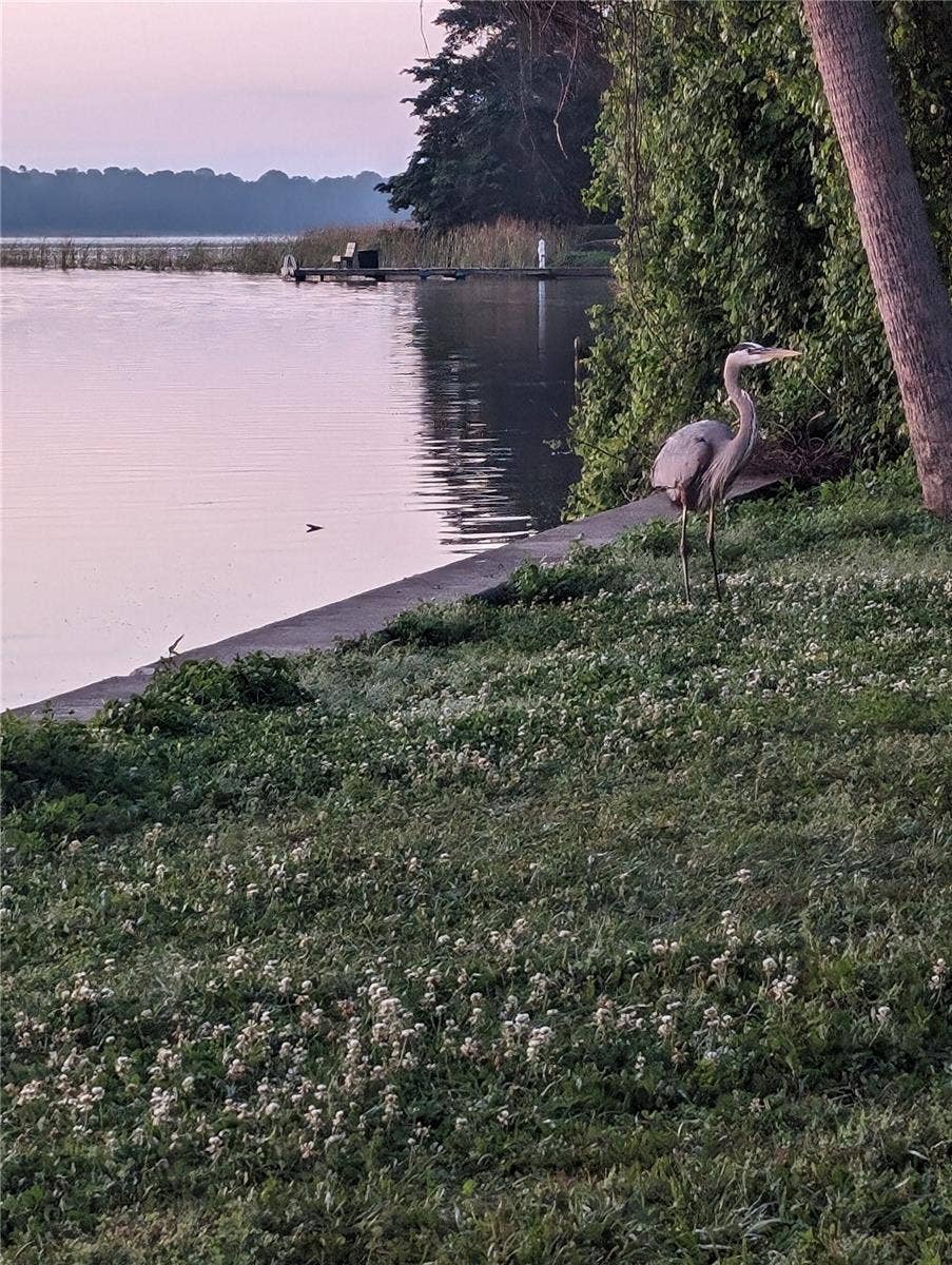 Great Blue Heron