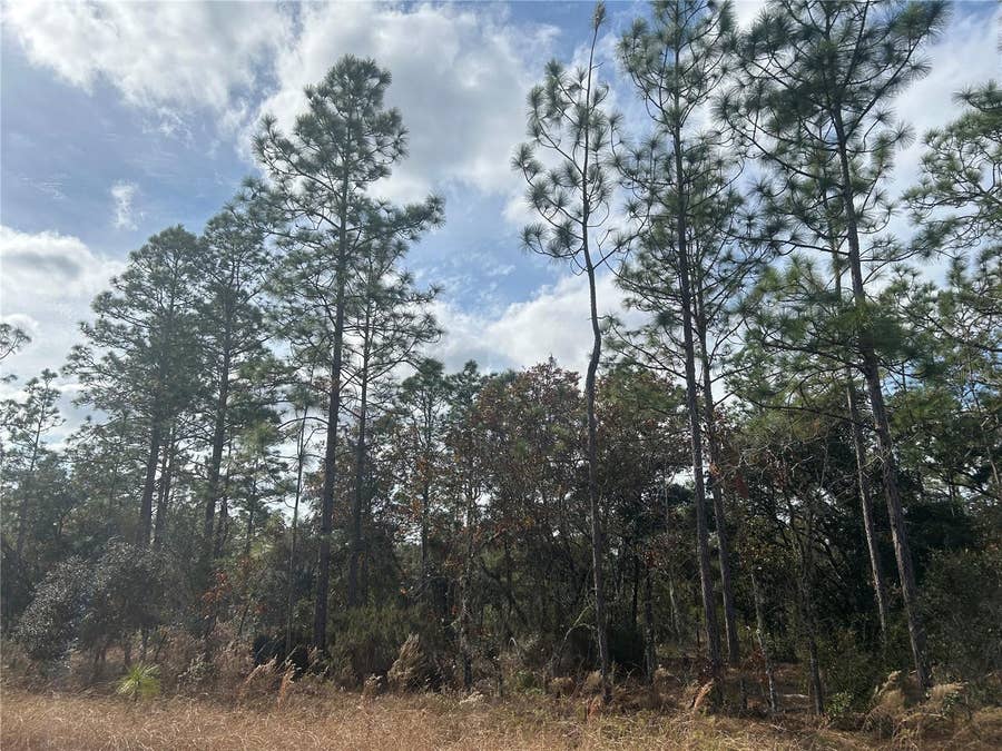 Property photo for TBD NE 149TH COURT, Williston, FL