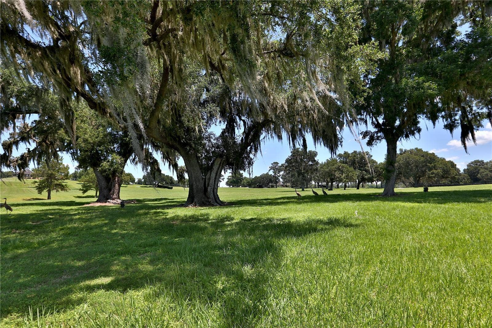 6800 & 6500 NW 193RD STREET, Micanopy, FL 32667 6800 & 6500 NW 193RD STREET, Micanopy, FL 32667