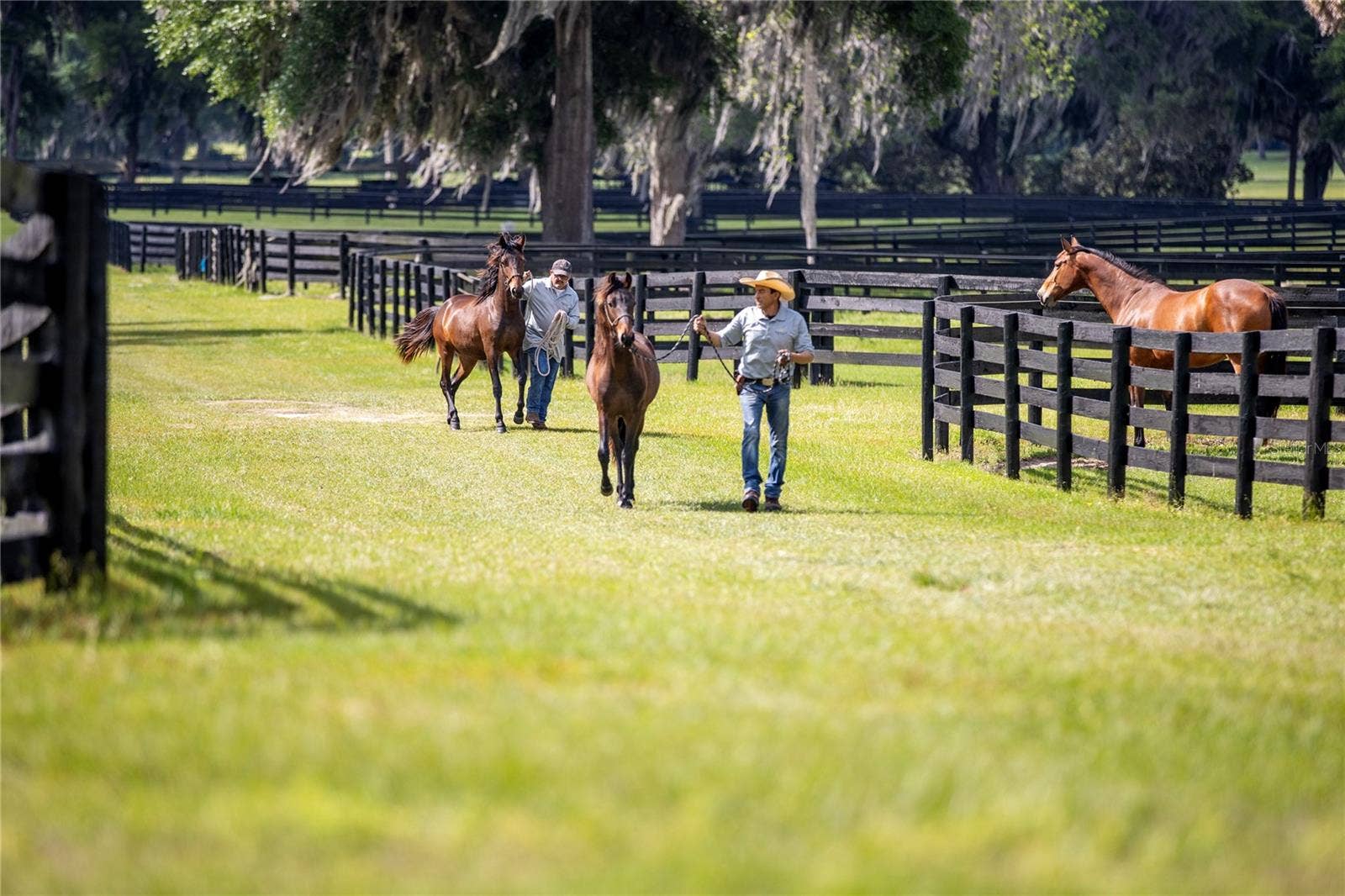 6800 & 6500 NW 193RD STREET, Micanopy, FL 32667 6800 & 6500 NW 193RD STREET, Micanopy, FL 32667