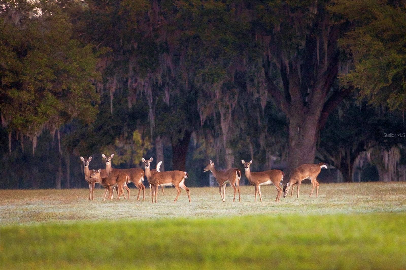 6800 & 6500 NW 193RD STREET, Micanopy, FL 32667 6800 & 6500 NW 193RD STREET, Micanopy, FL 32667