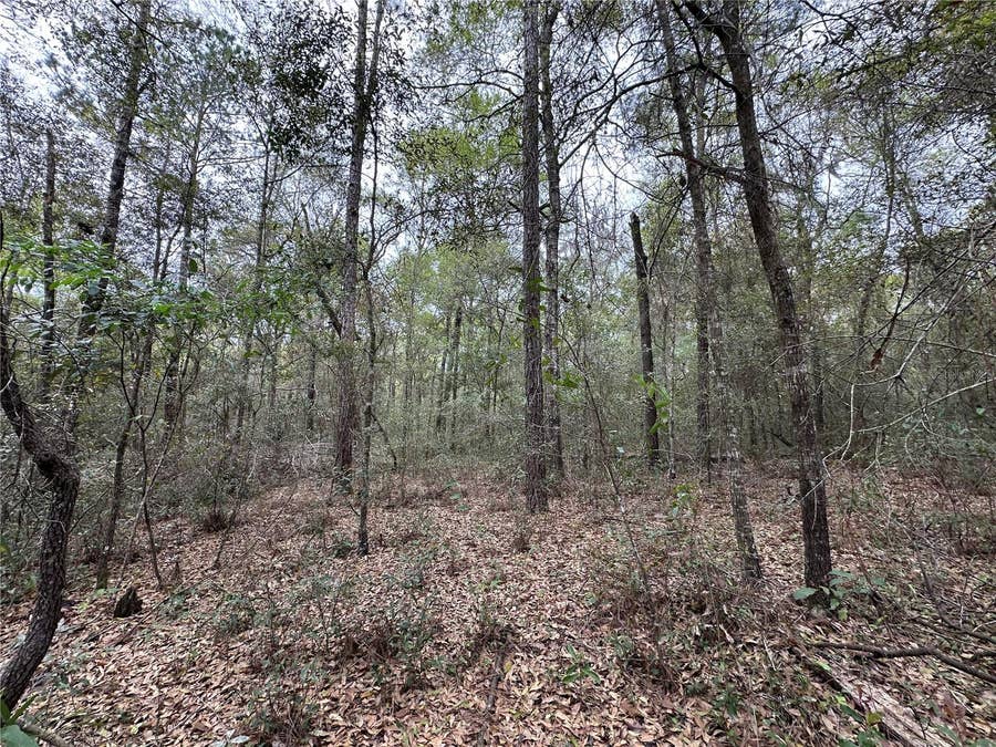 Property photo for 176 NE 155TH COURT, Williston, FL