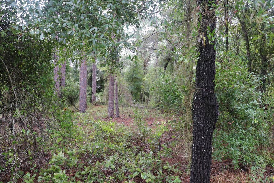 Property photo for 00 NW BEUNA VISTA ROAD, Dunnellon, FL
