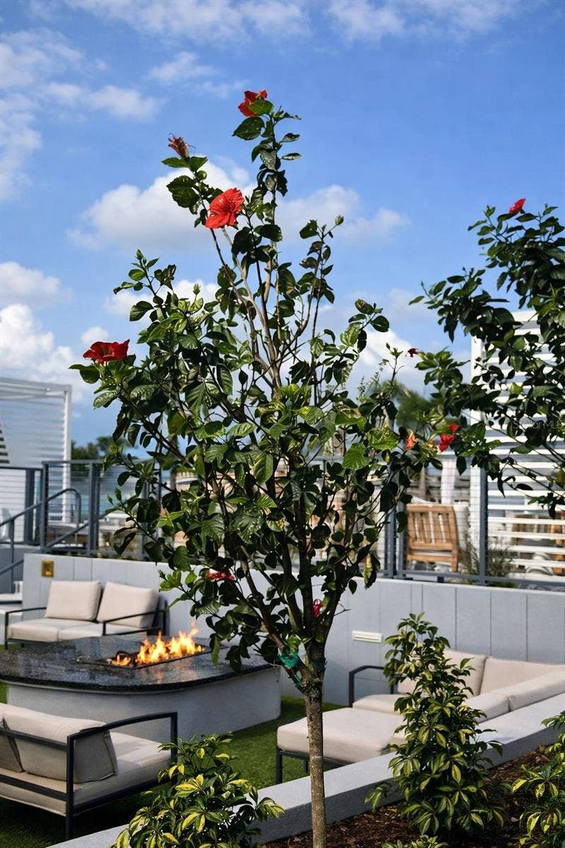 400 CENTRAL AVENUE, #2603, St Petersburg, FL 33701 Stunning plants around the pool and lounge areas on the 7th floor
