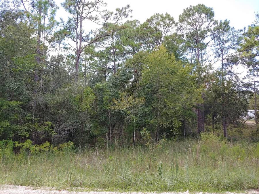 Property photo for TBD SE 150TH AVENUE, Morriston, FL