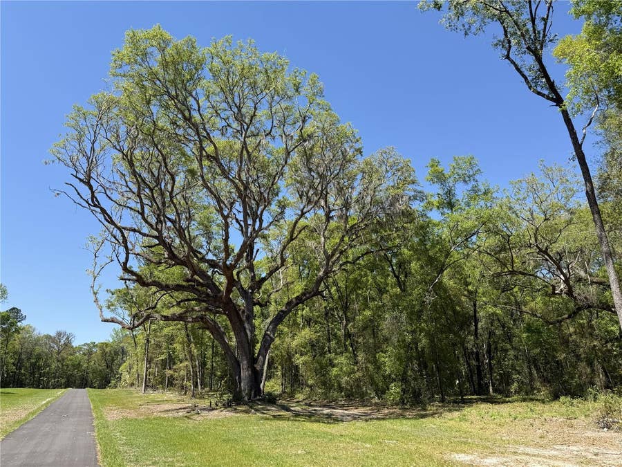 Property photo for Irvine Acres #5 (13ac) W HWY 318, Reddick, FL
