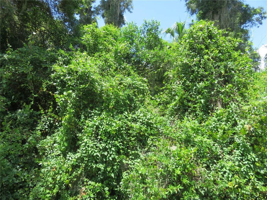 Property photo for 00 SE 142 PLACE, Summerfield, FL