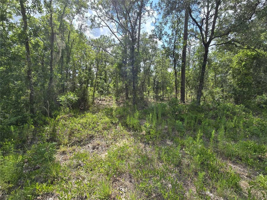 Property photo for 00 NE 121ST AVENUE, Williston, FL