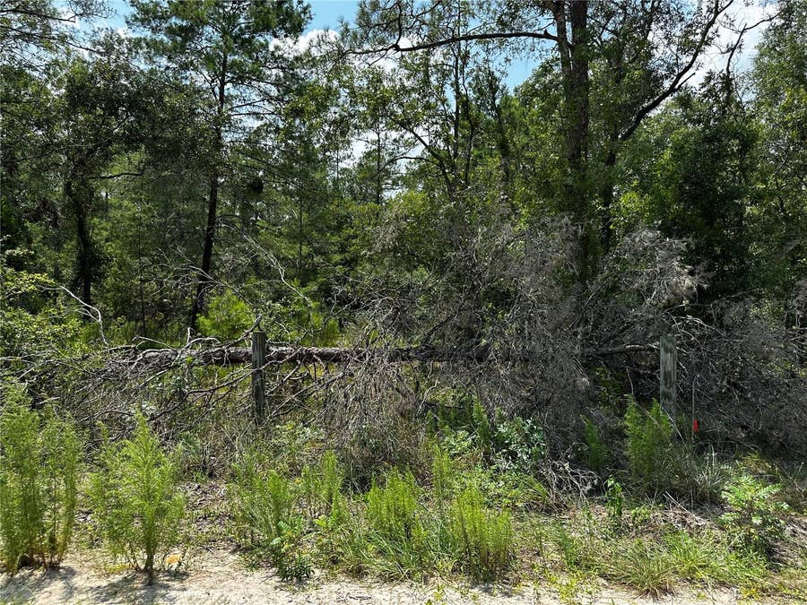 Property photo for 6270 NE 139TH AVENUE, Williston, FL