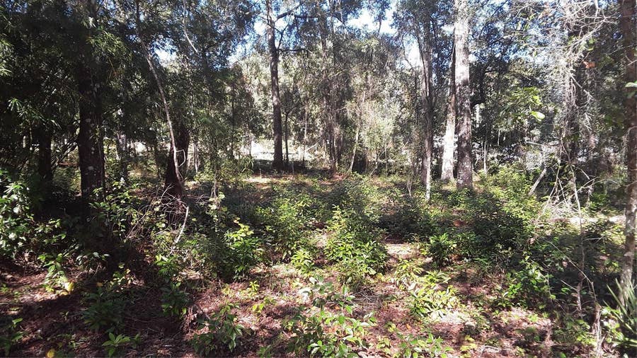 Property photo for 00 NW CHESTNUT AVENUE, Dunnellon, FL