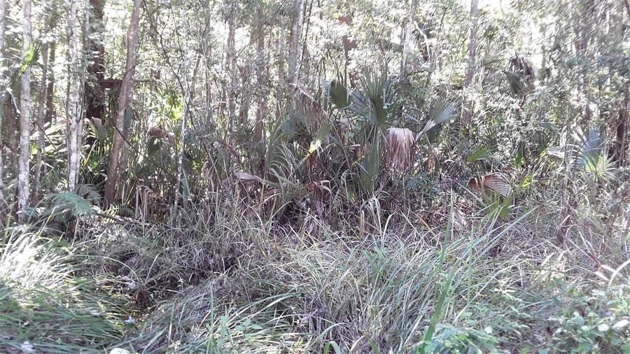 Property photo for 17768 NW 296TH STREET, Okeechobee, FL