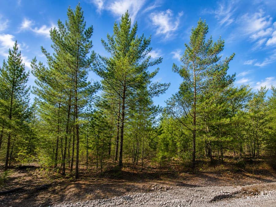 Property photo for TBD ROSE TRL, Interlachen, FL