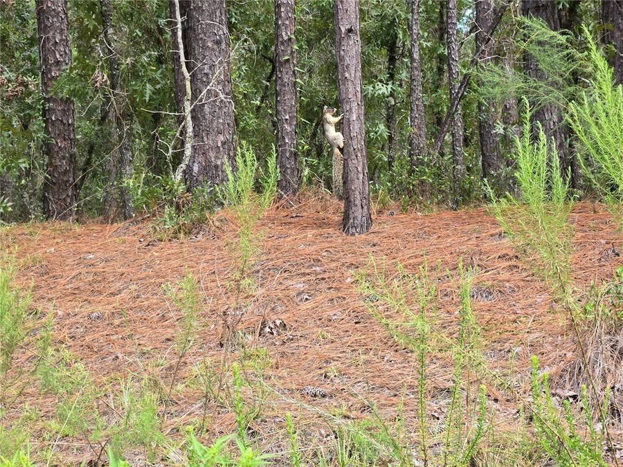 Property photo for SW 76TH LANE, Dunnellon, FL