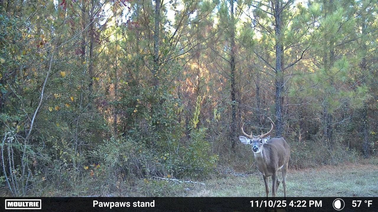 00 OLD FEDERAL ROAD, Quincy, FL 32351 00 OLD FEDERAL ROAD, Quincy, FL 32351