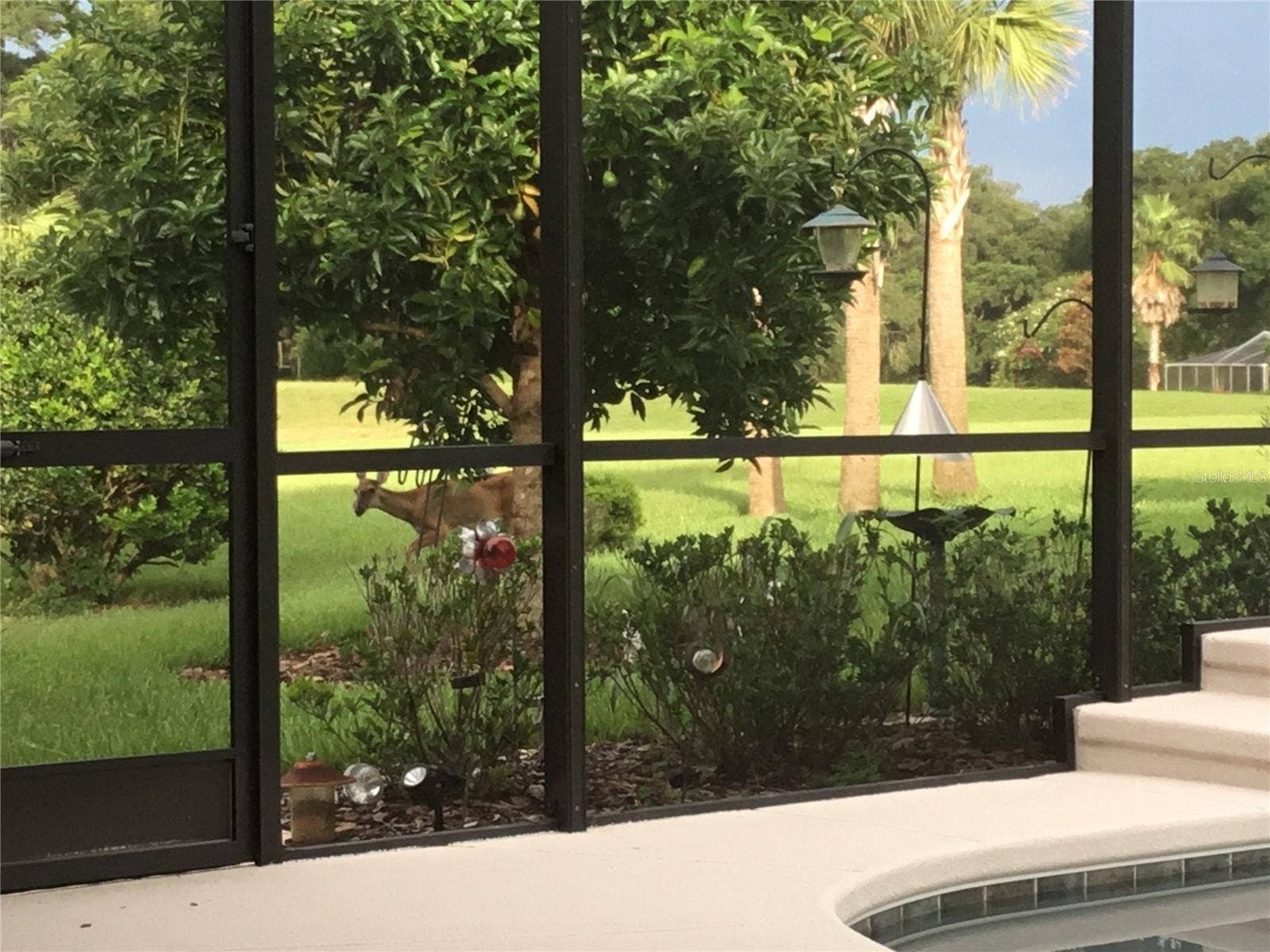 19588 SW 86TH LANE, Dunnellon, FL 34432 Visiting deer are regular guests