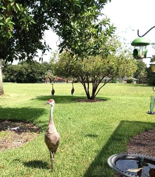 19588 SW 86TH LANE, Dunnellon, FL 34432 Sandhill Cranes also like the back yard.
