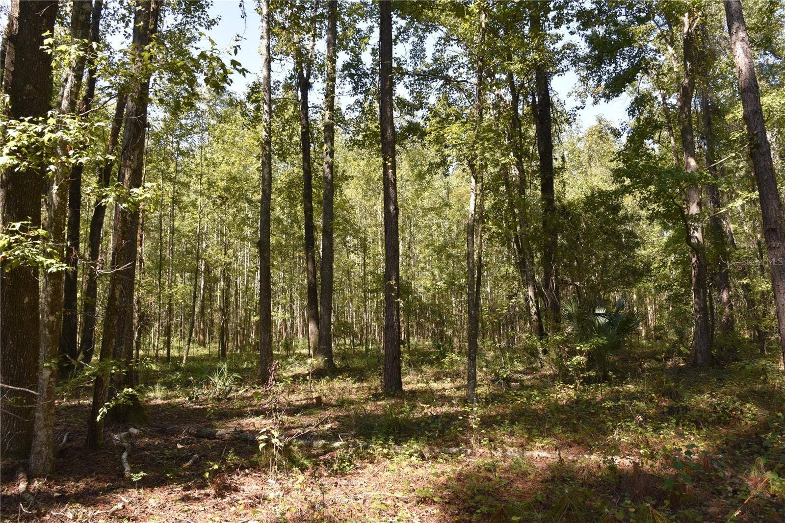 SE 24TH AVE, Hawthorne, FL 32640 SE 24TH AVE, Hawthorne, FL 32640