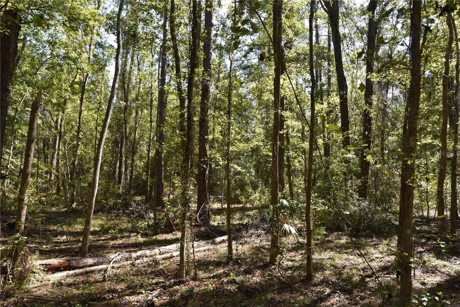SE 24TH AVE, Hawthorne, FL 32640 SE 24TH AVE, Hawthorne, FL 32640