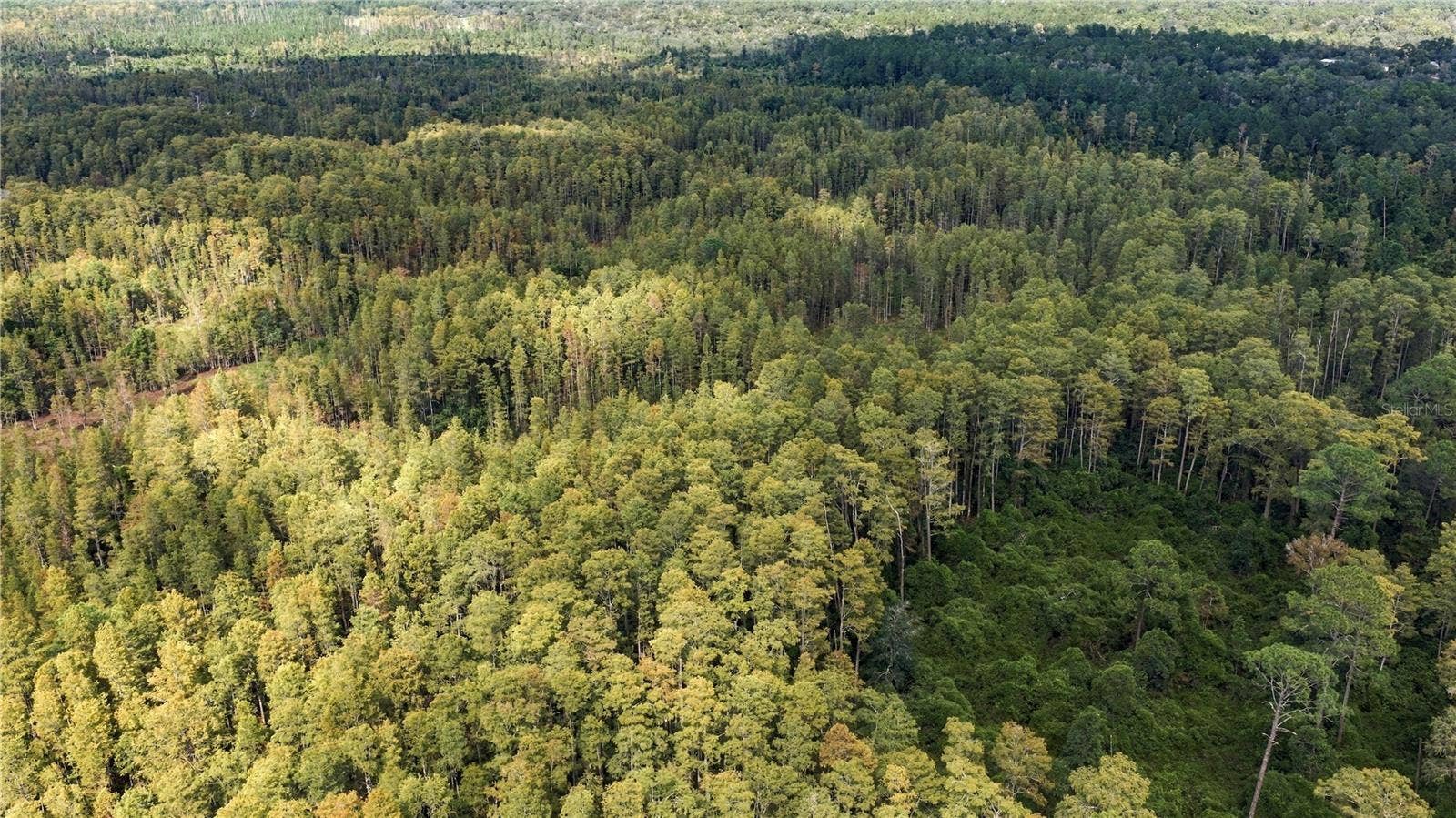 TBD CR 337, Morriston, FL 32668