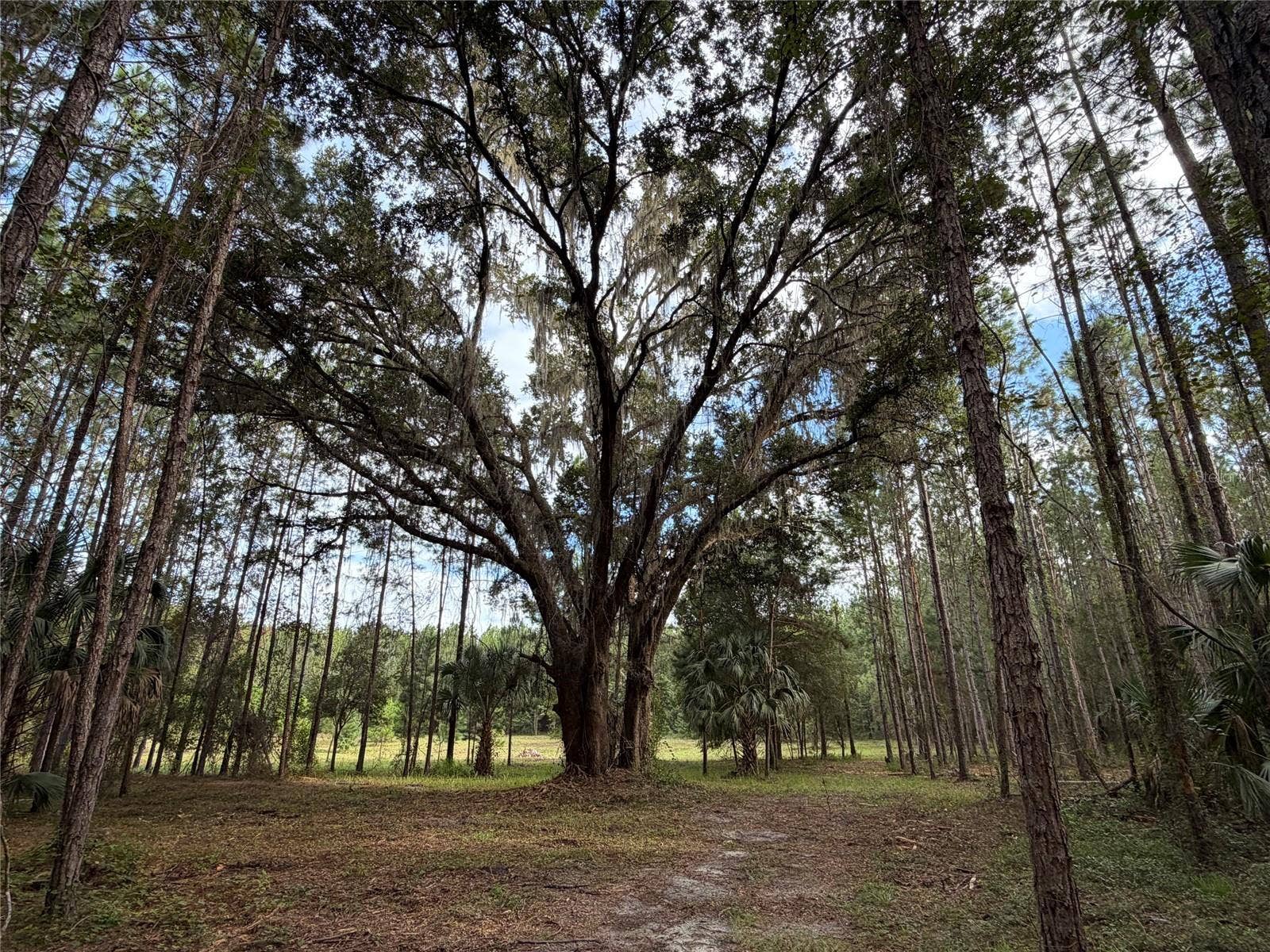 TBD NW 160TH ST, Reddick, FL 32686 TBD NW 160TH ST, Reddick, FL 32686