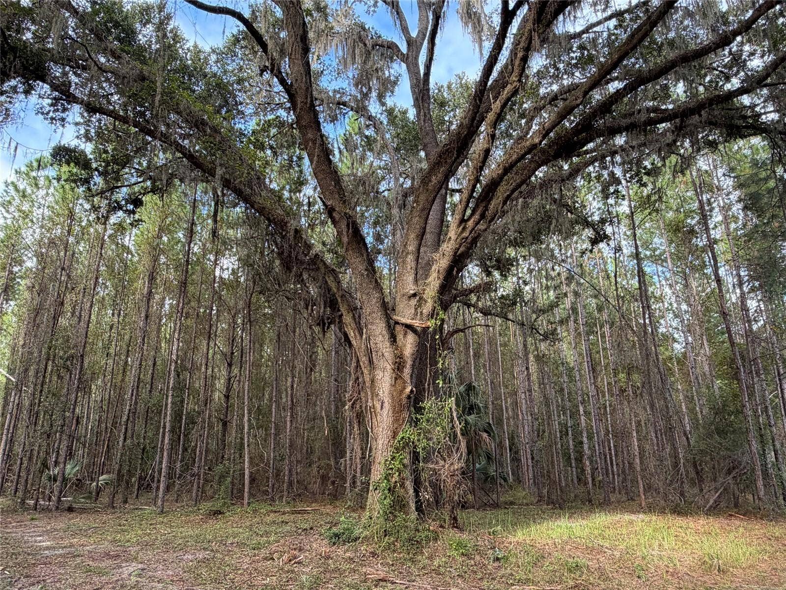 TBD NW 160TH ST, Reddick, FL 32686 TBD NW 160TH ST, Reddick, FL 32686