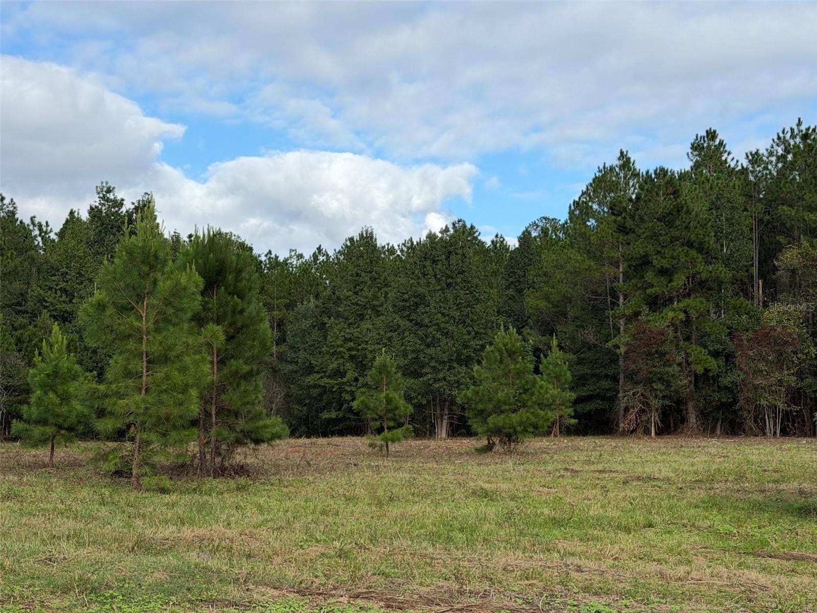 TBD NW 160TH ST, Reddick, FL 32686 TBD NW 160TH ST, Reddick, FL 32686