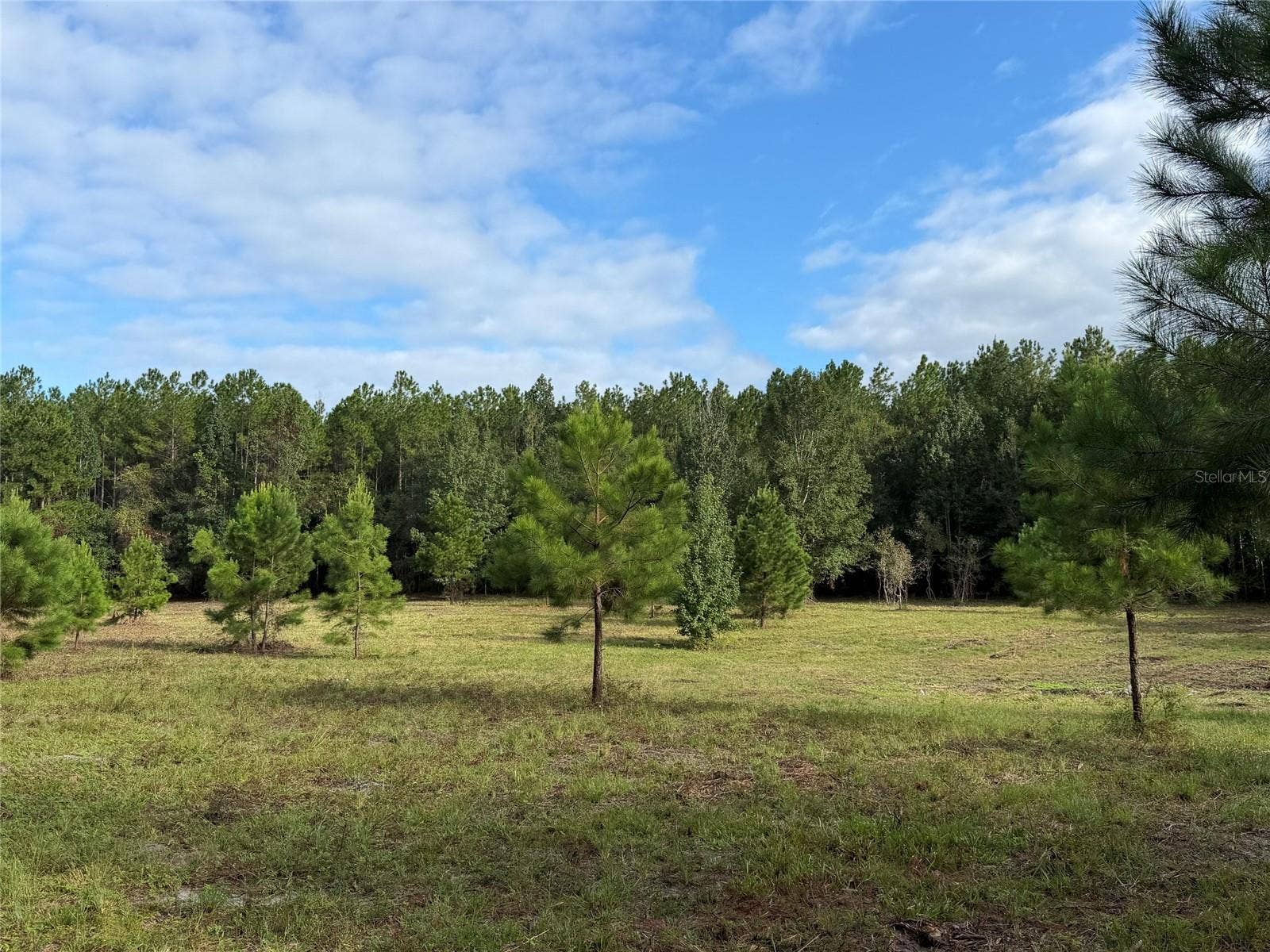 TBD NW 160TH ST, Reddick, FL 32686 TBD NW 160TH ST, Reddick, FL 32686
