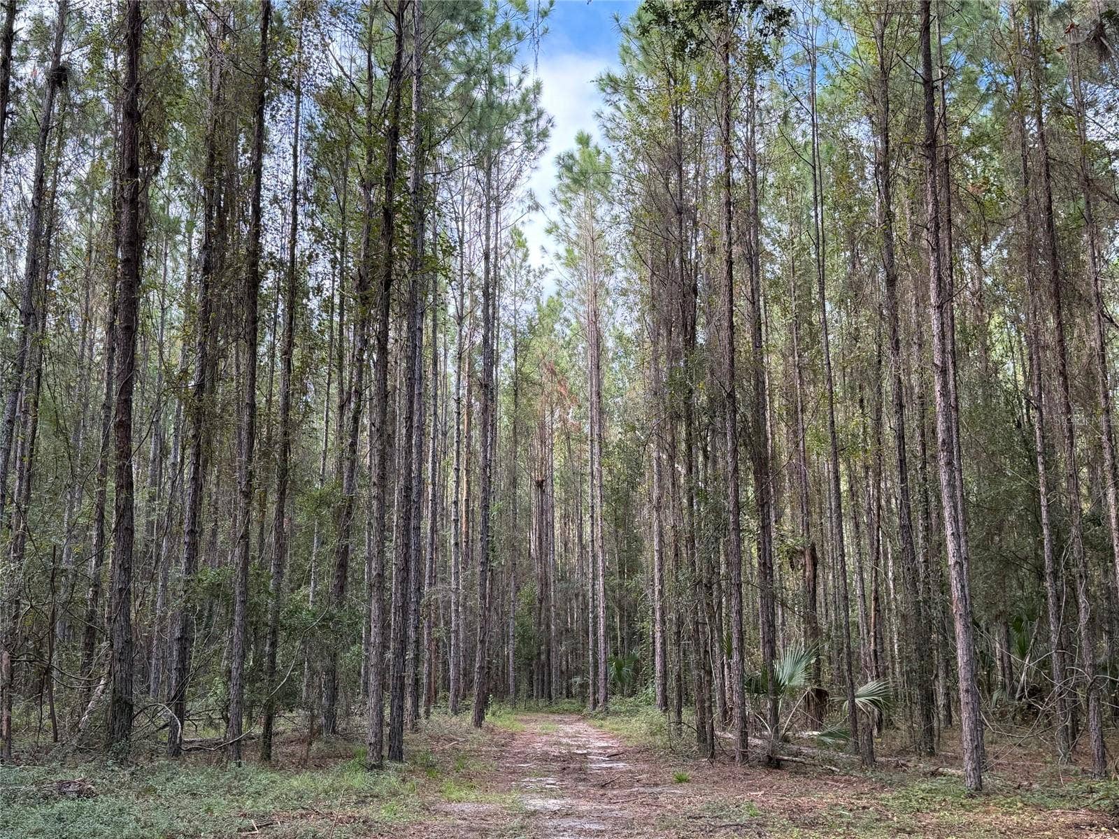 TBD NW 160TH ST, Reddick, FL 32686 TBD NW 160TH ST, Reddick, FL 32686