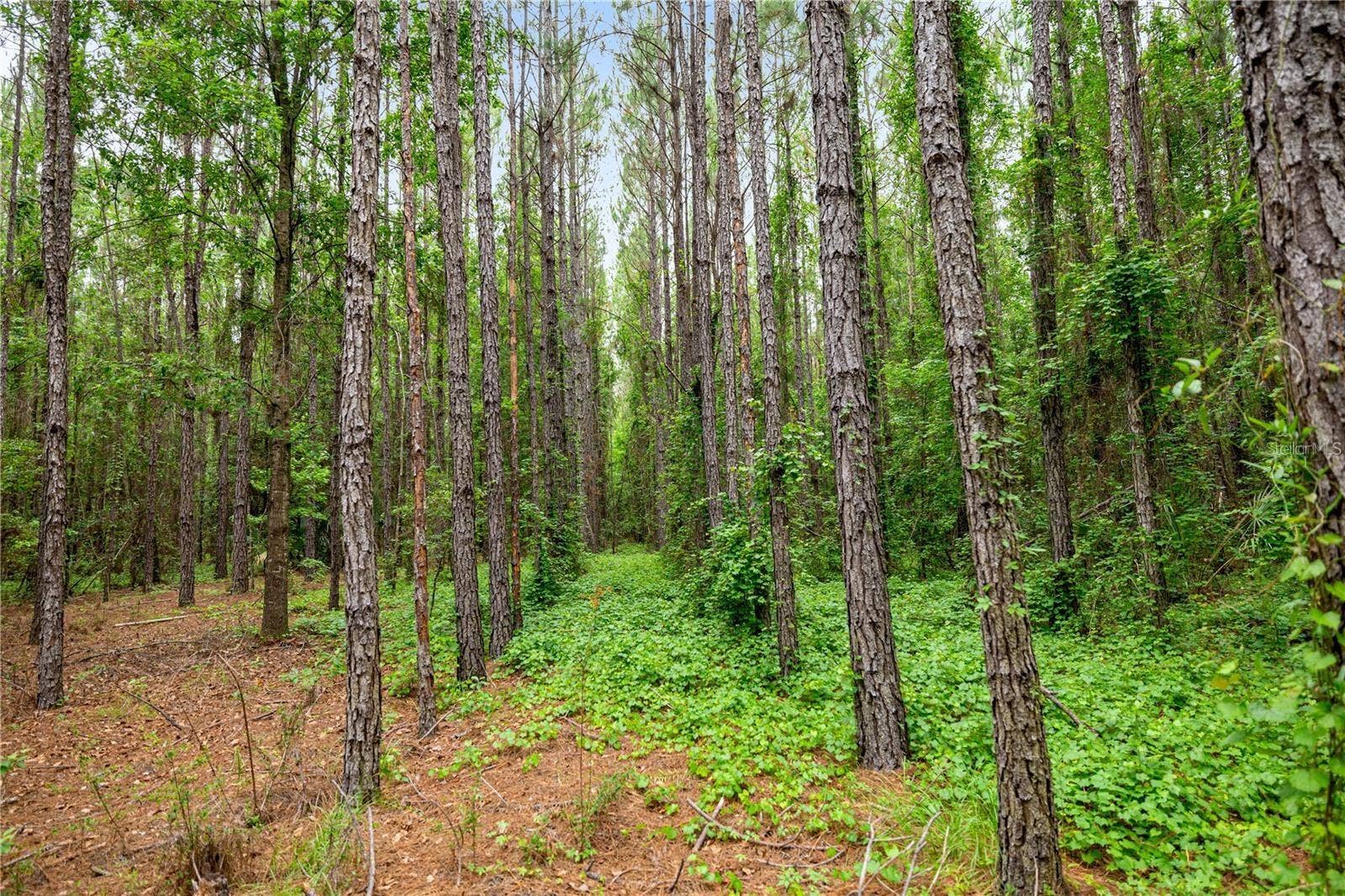 TBD NW 160TH ST, Reddick, FL 32686 TBD NW 160TH ST, Reddick, FL 32686
