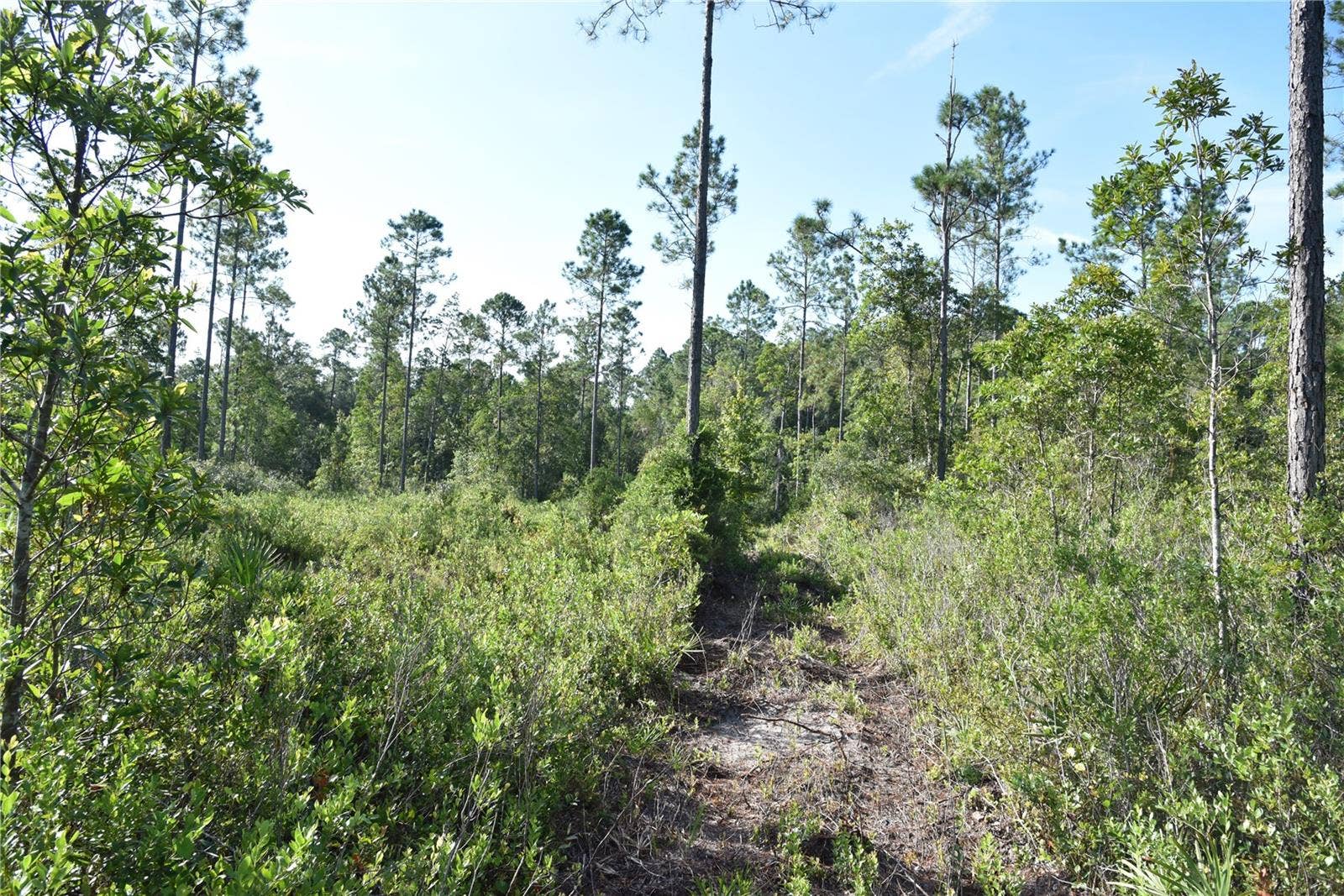 OFF NE 212TH ST., Fort Mc Coy, FL 32134