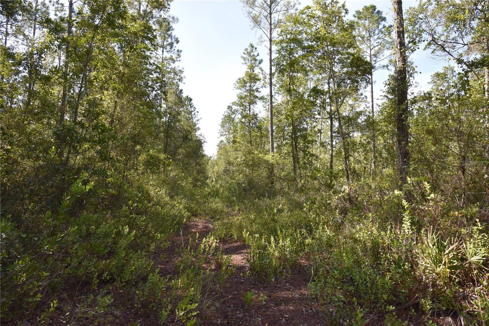 OFF NE 212TH ST., Fort Mc Coy, FL 32134