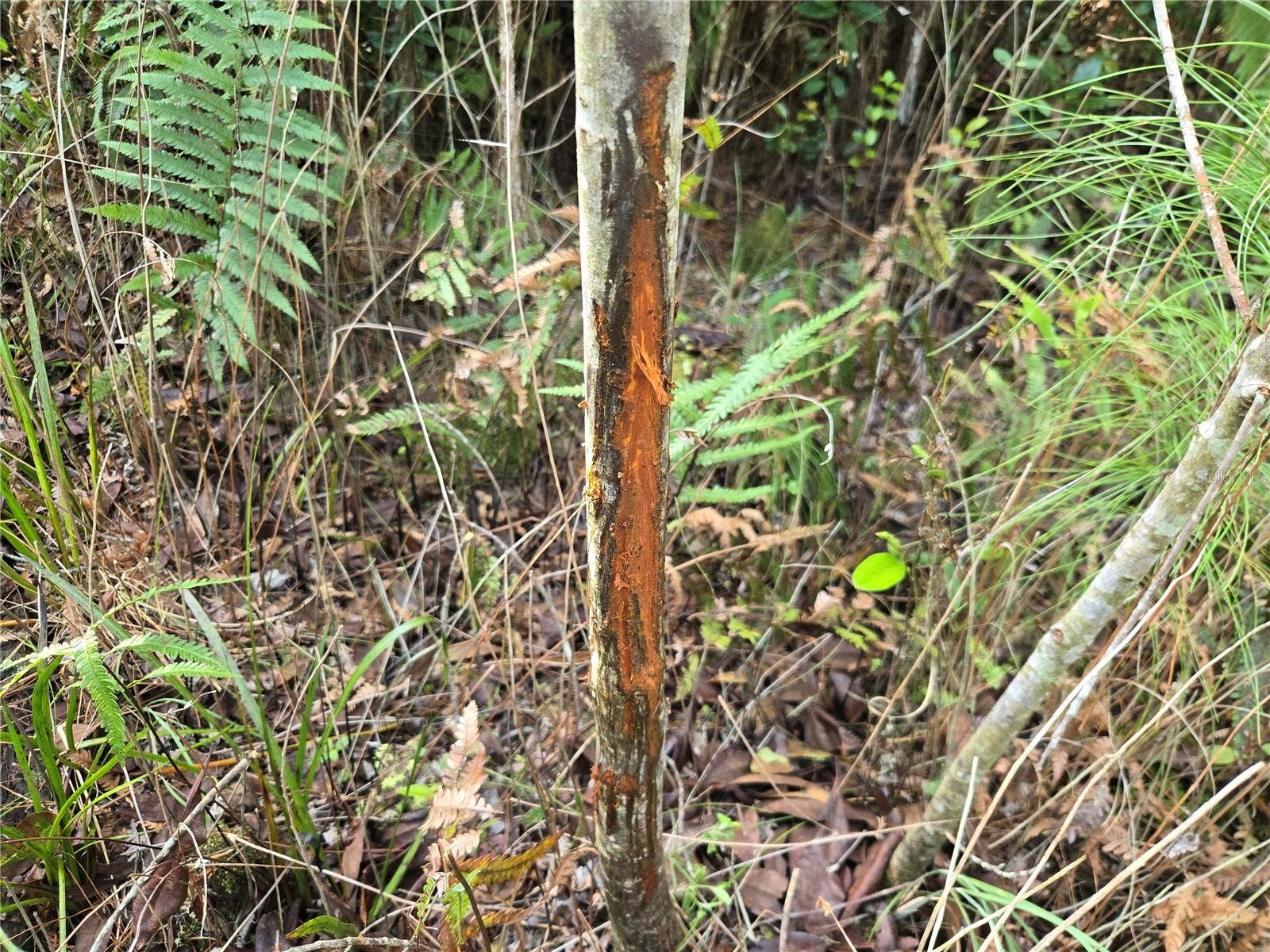 OFF NE 212TH ST., Fort Mc Coy, FL 32134